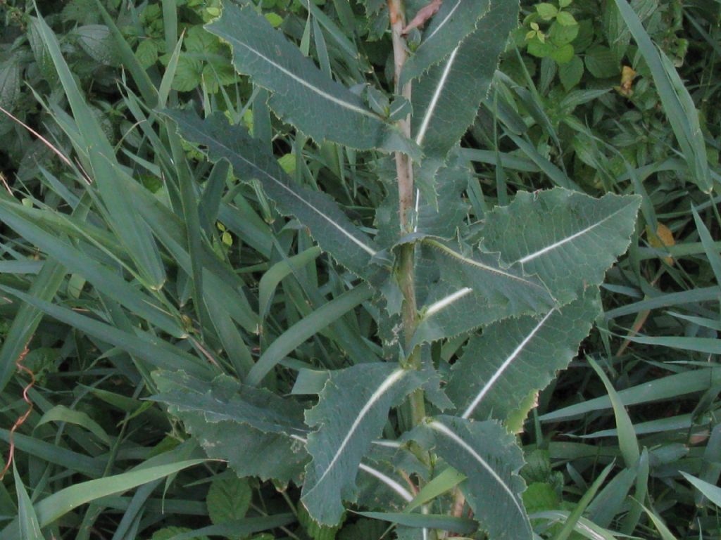 Lactuca serriola?