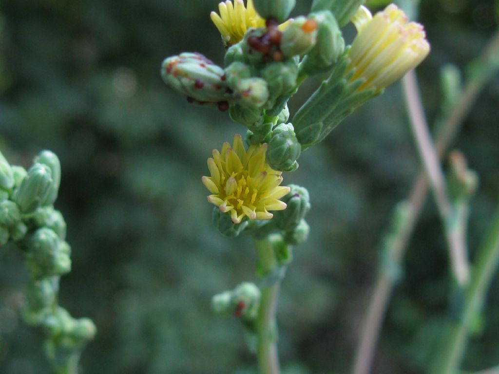 Lactuca serriola?