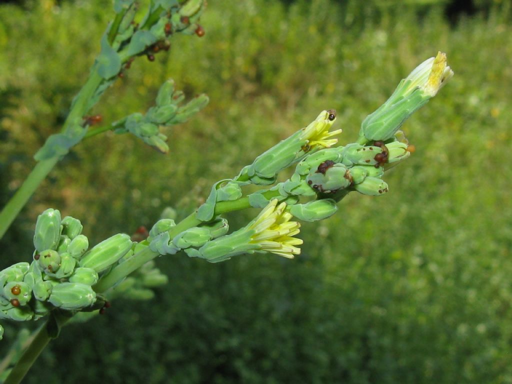 Lactuca serriola?