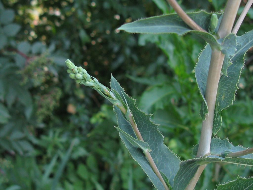 Lactuca serriola?