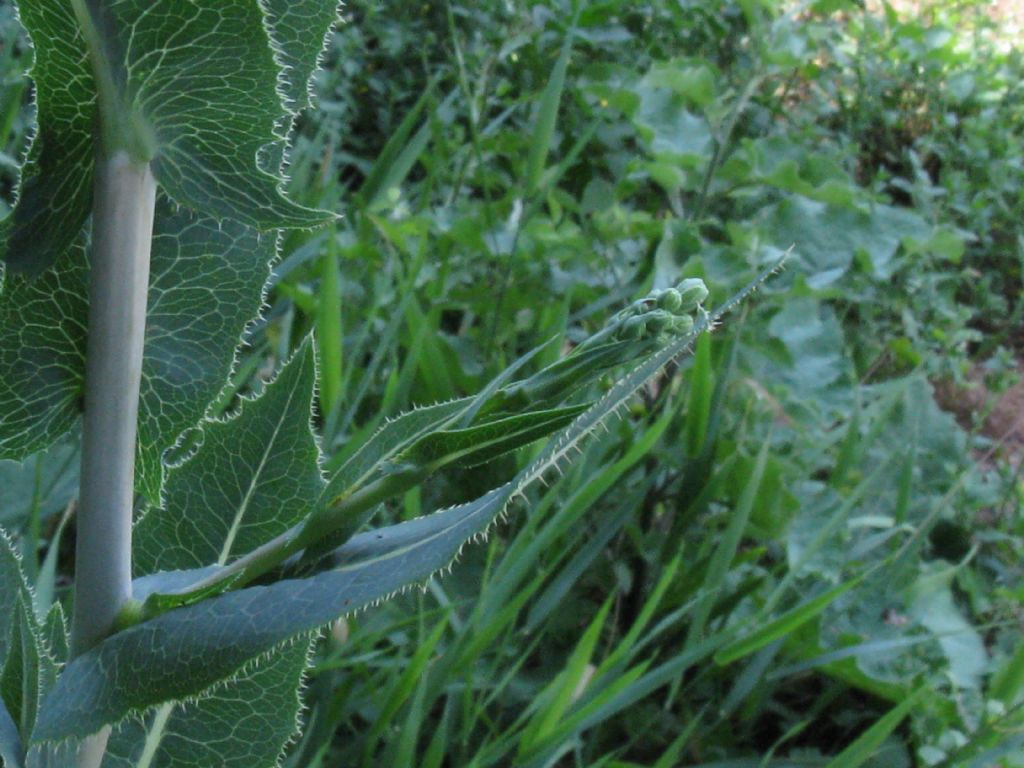 Lactuca serriola?