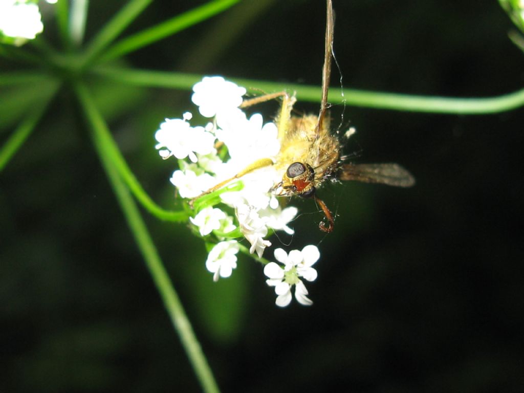 Hymenoptera?   No, Diptera Scathophagidae:  Scathophaga stercoraria, maschio