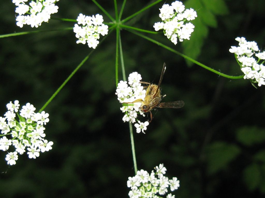 Hymenoptera?   No, Diptera Scathophagidae:  Scathophaga stercoraria, maschio