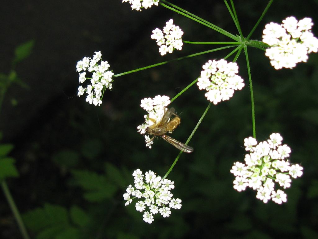 Hymenoptera?   No, Diptera Scathophagidae:  Scathophaga stercoraria, maschio