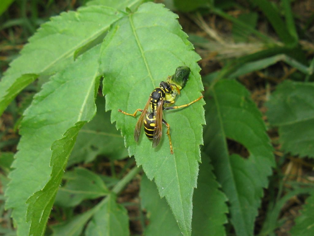 Vespa...? Polistes dominula (cfr.)