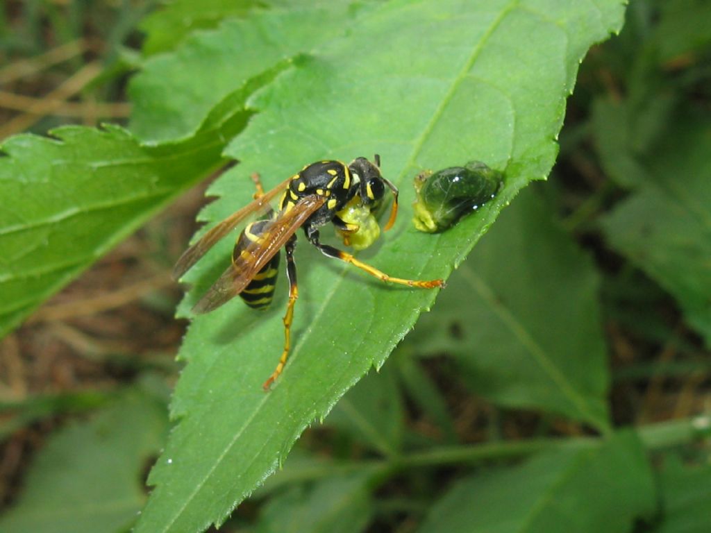 Vespa...? Polistes dominula (cfr.)