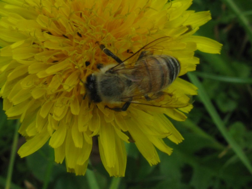 Apis mellifera