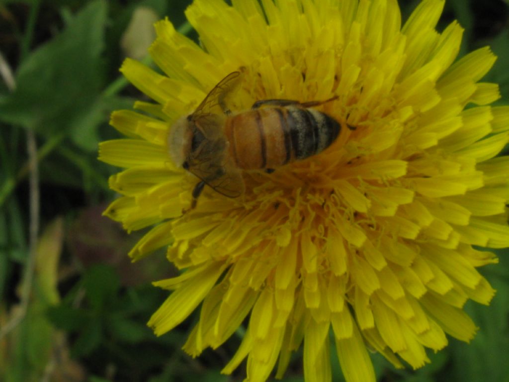 Apis mellifera