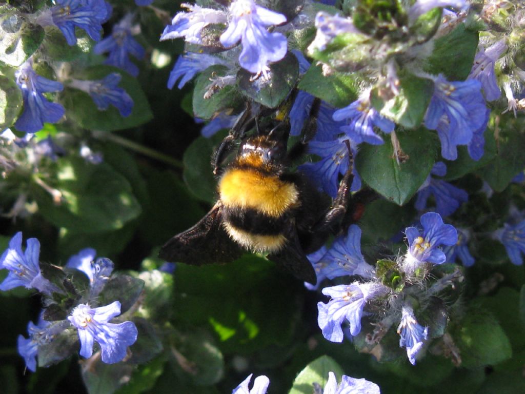 Quale Bombo? Bombus (Megabombus) argillaceus, regina