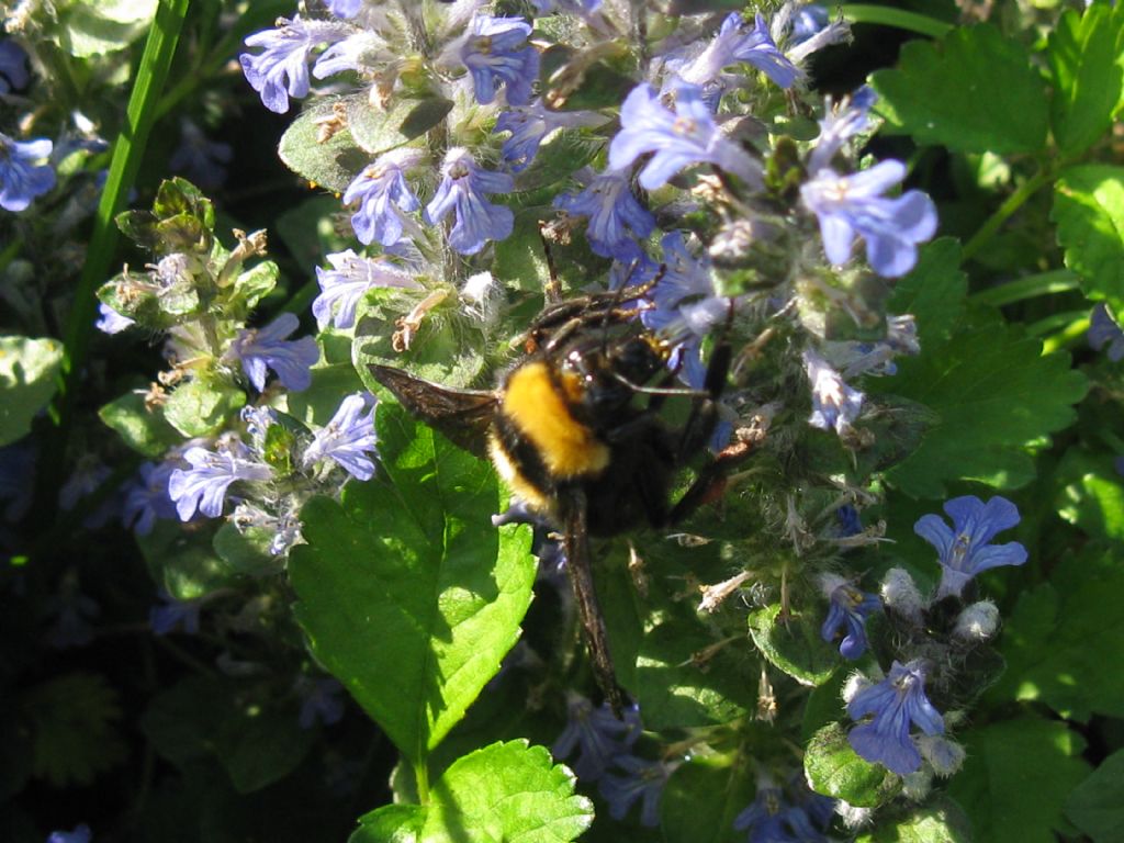 Quale Bombo? Bombus (Megabombus) argillaceus, regina