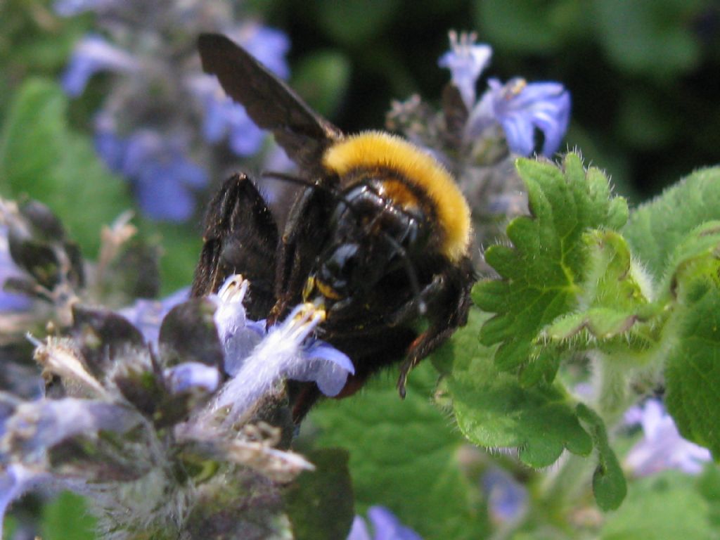 Quale Bombo? Bombus (Megabombus) argillaceus, regina