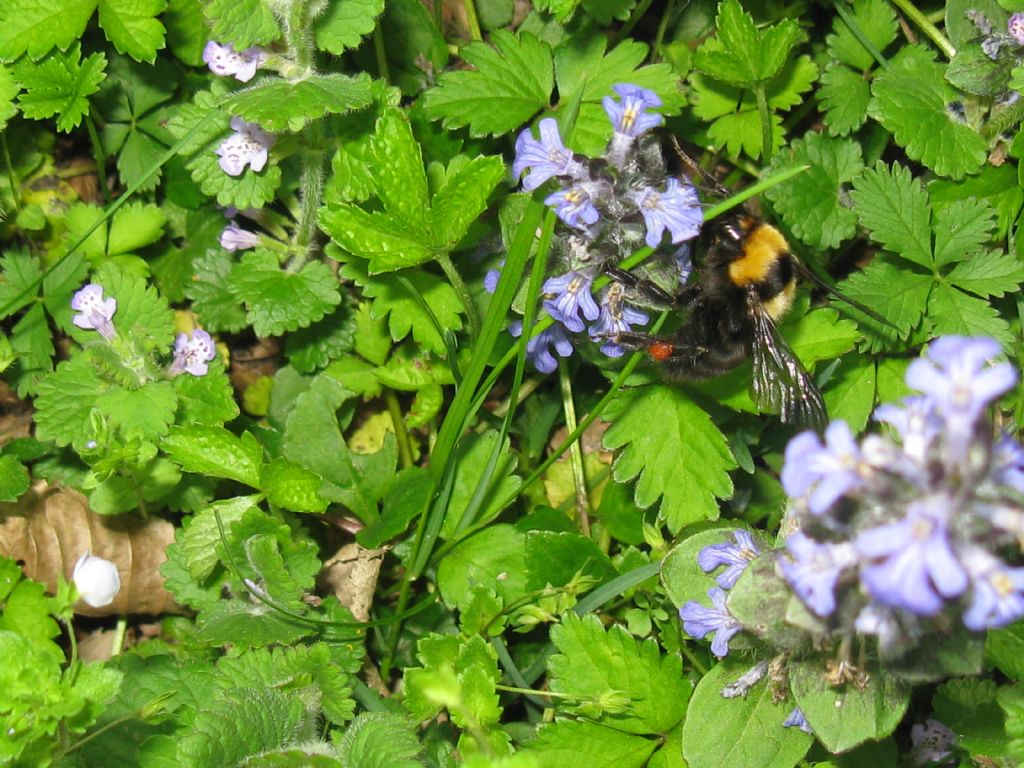 Quale Bombo? Bombus (Megabombus) argillaceus, regina