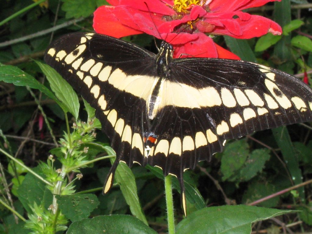 Papilio cresphontes - Oasi di s. Alessio (PV)