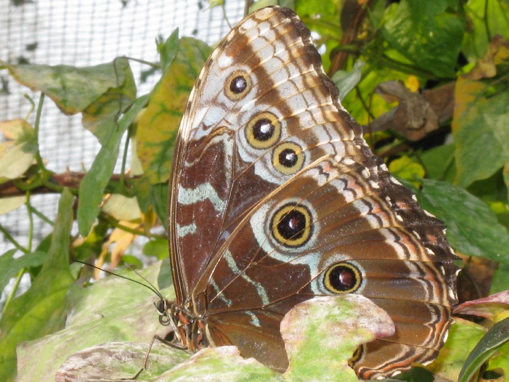 Morpho sp. - Oasi di S.Alessio (PV)