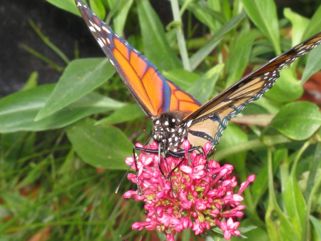 Danaus plexippus - Oasi di Sant''Alessio (PV)