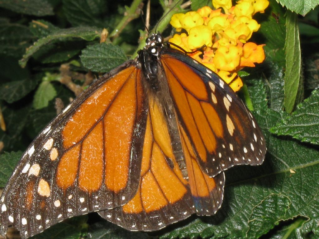 Danaus plexippus - Oasi di Sant''Alessio (PV)