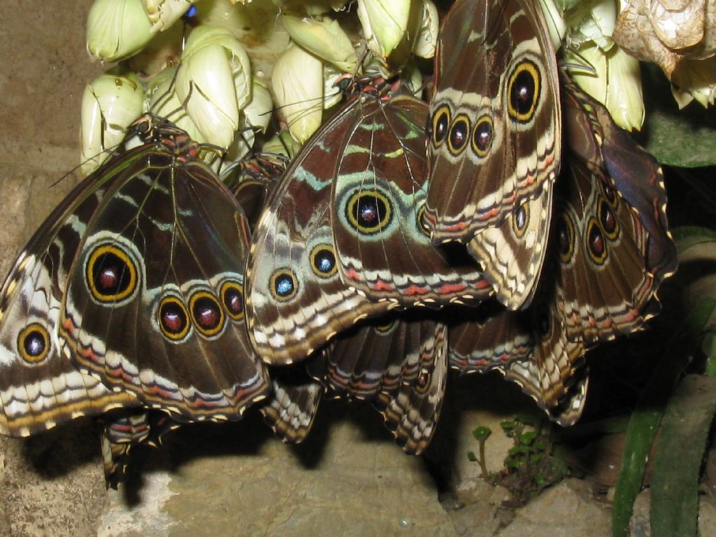 Morpho sp. - Oasi di S.Alessio (PV)