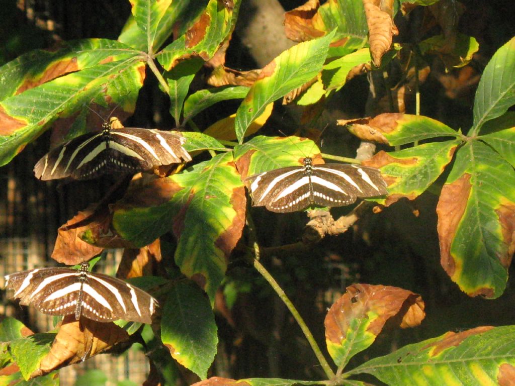 Heliconius charithonia - Oasi di Sant''Alessio (PV)