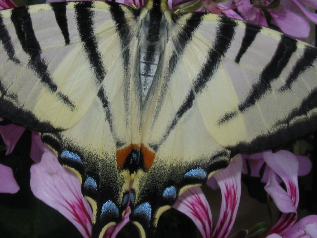 Iphiclides podalirius, Papilionidae