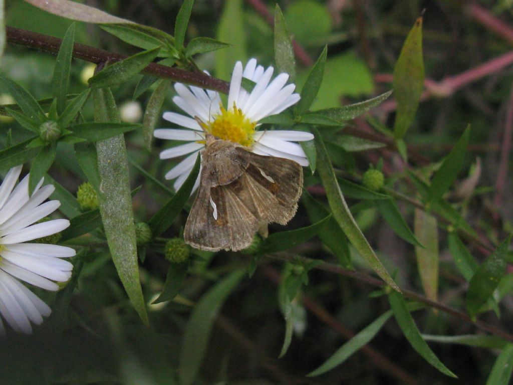 identificazione lepidottero - Macdunnoughia confusa, Noctuidae