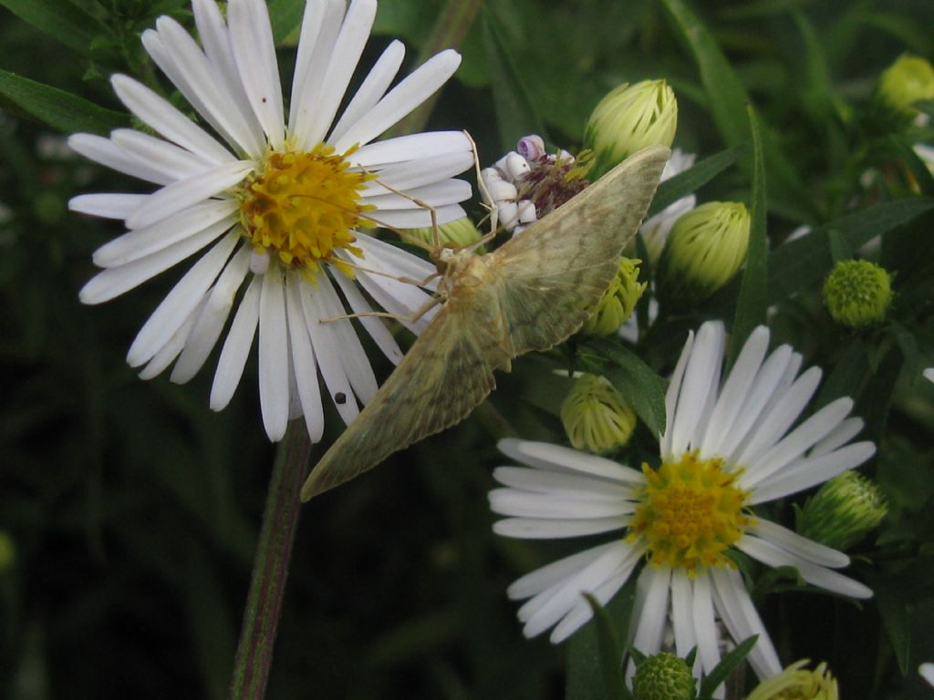 identificazione lepidottero/2 - Pleuroptya ruralis (cfr.), Crambidae