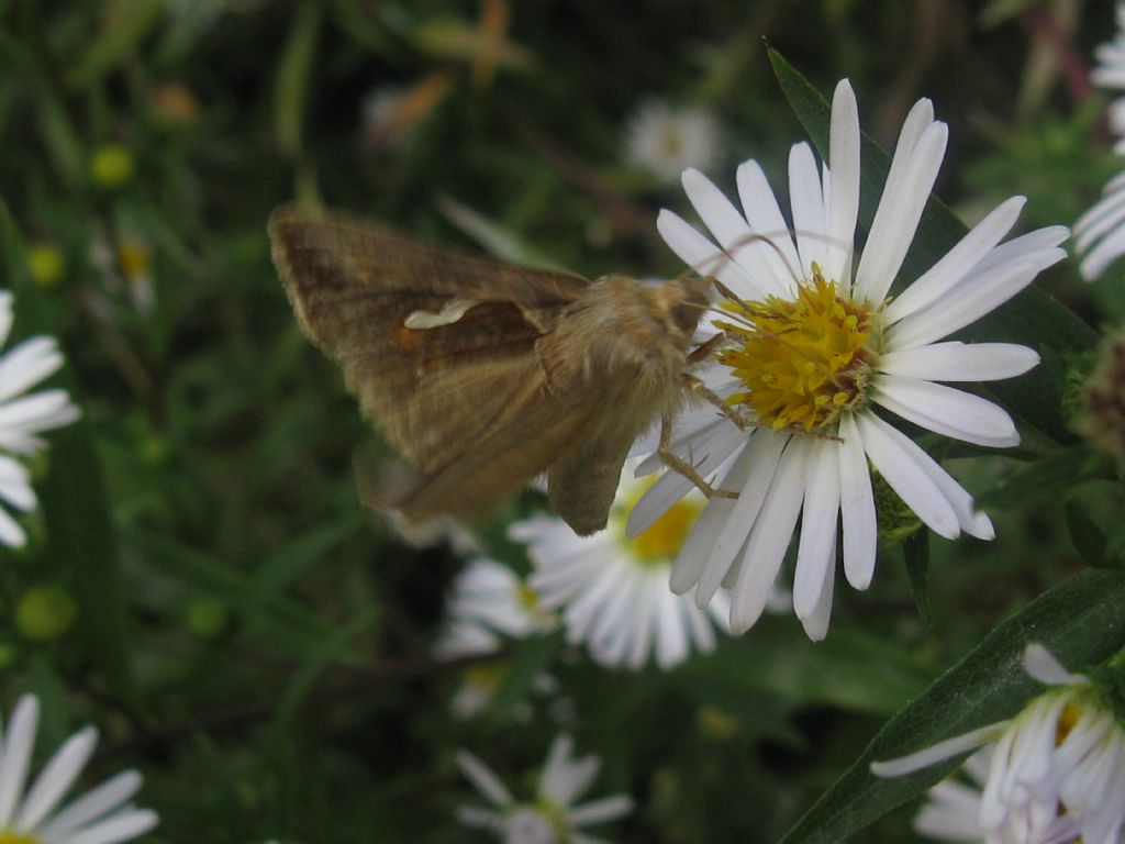 identificazione lepidottero - Macdunnoughia confusa, Noctuidae