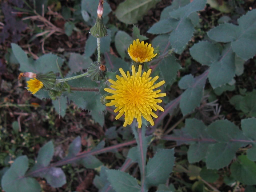 Sonchus oleraceus / Grespino comune