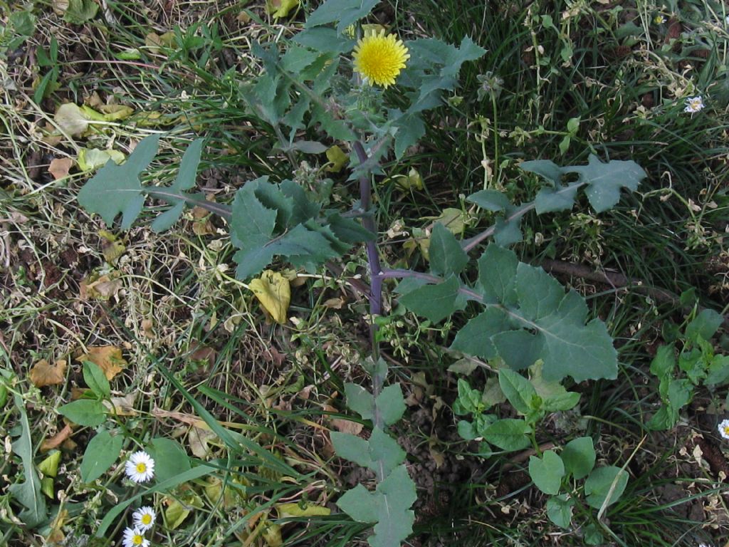 Sonchus oleraceus / Grespino comune