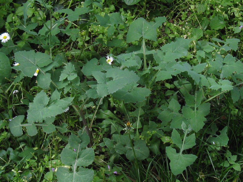 Sonchus oleraceus / Grespino comune