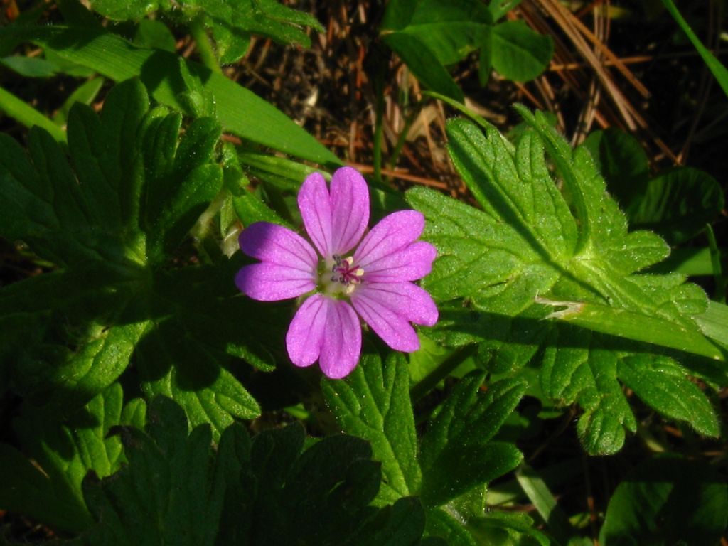 Geranium sanguineum? no, Geranium molle