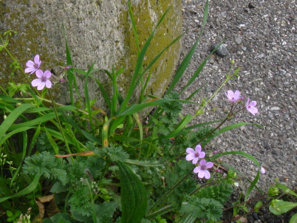 lungo la ciclopedonale - Erodium cicutarium