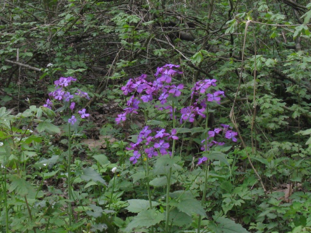 Nel Parco di Monza - Lunaria annua (Brassicaceae)