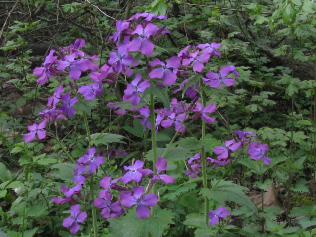 Nel Parco di Monza - Lunaria annua (Brassicaceae)