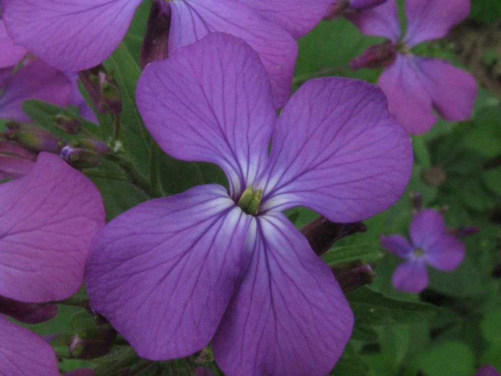 Nel Parco di Monza - Lunaria annua (Brassicaceae)