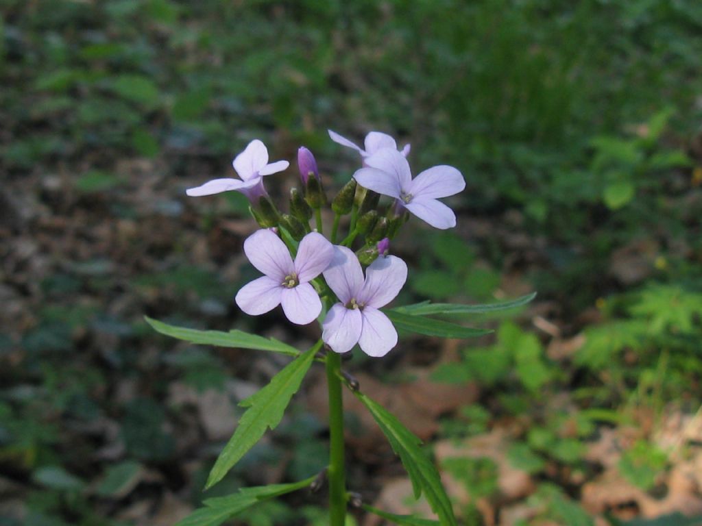 E'' una Saponaria? no, Brassicacea: Cardamine bulbifera