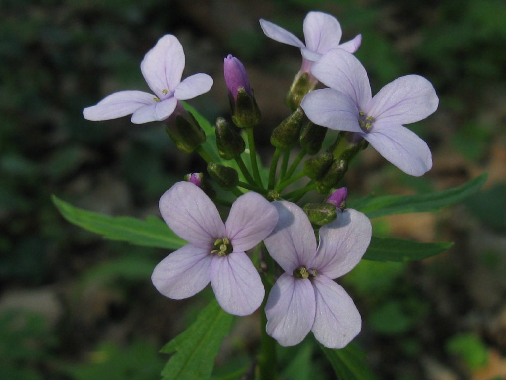 E'' una Saponaria? no, Brassicacea: Cardamine bulbifera