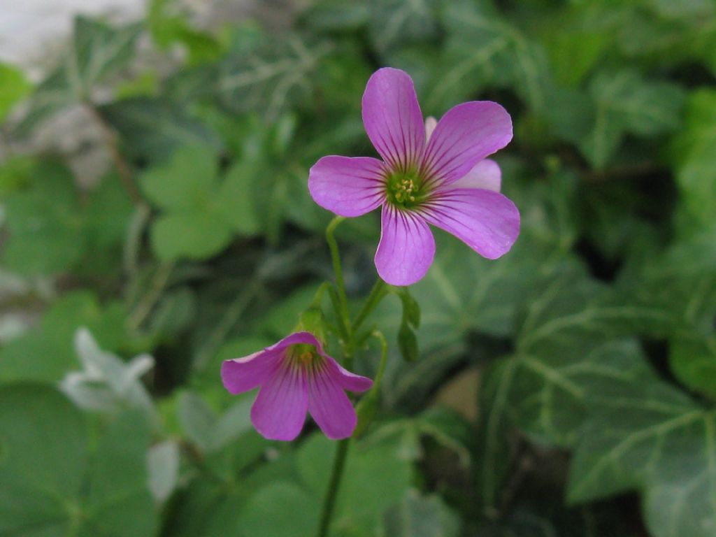 Oxalis debilis / Acetosella debole