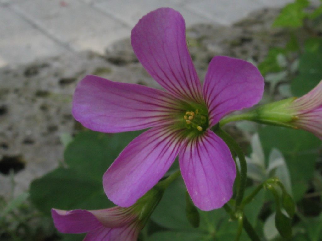 Oxalis debilis / Acetosella debole