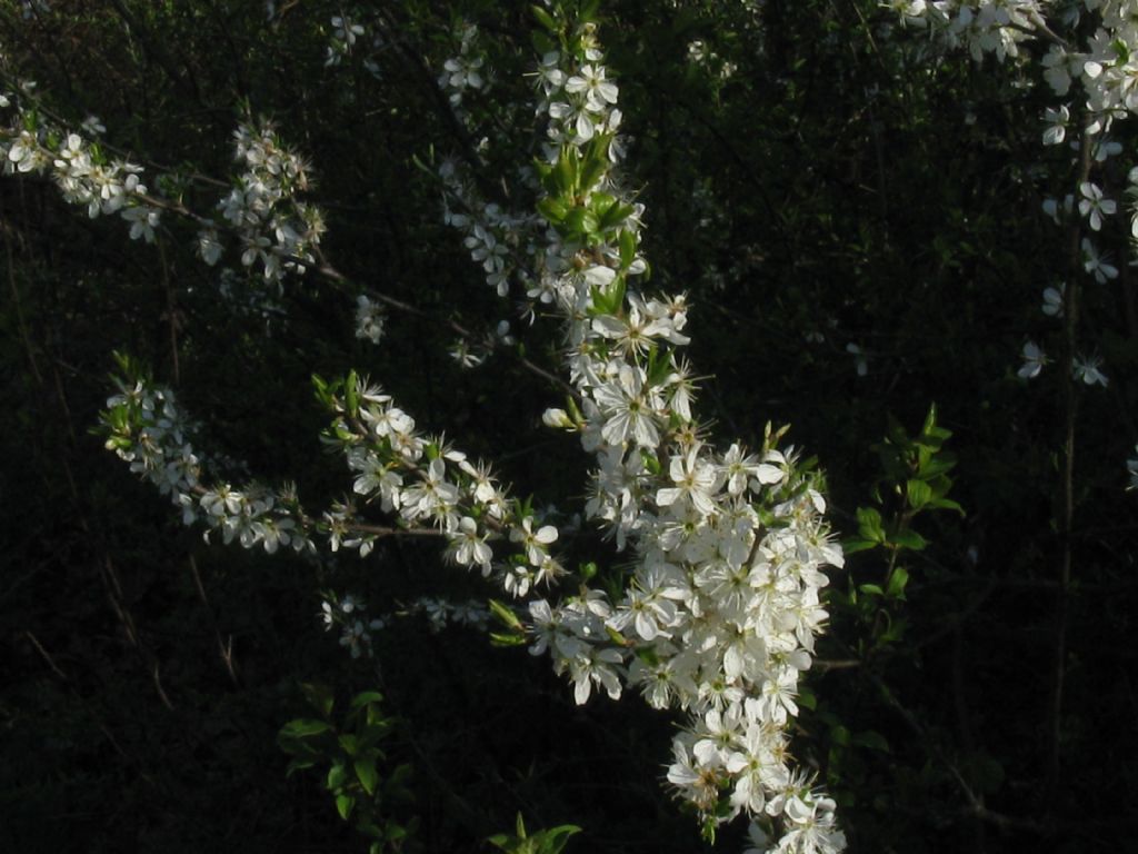 arbusto/albero da frutto selvatico? Prunus  cfr. domestica insititia