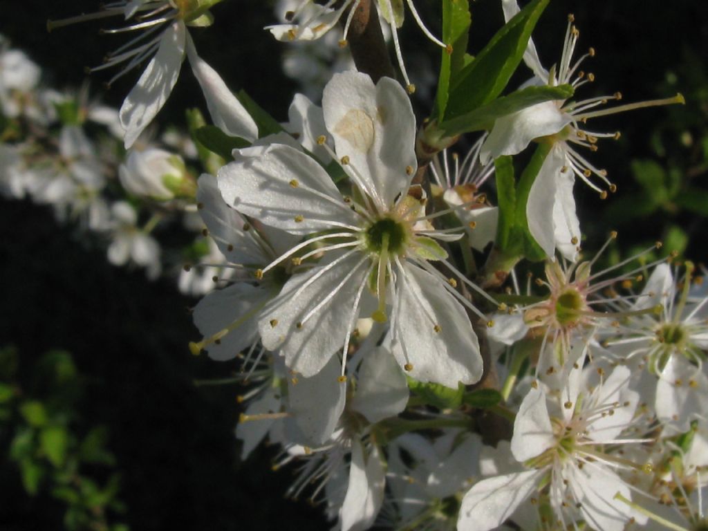 arbusto/albero da frutto selvatico? Prunus  cfr. domestica insititia