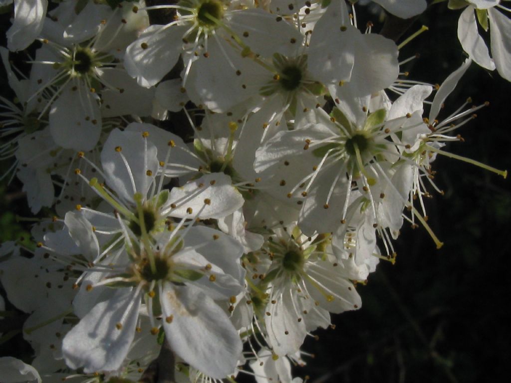 arbusto/albero da frutto selvatico? Prunus  cfr. domestica insititia