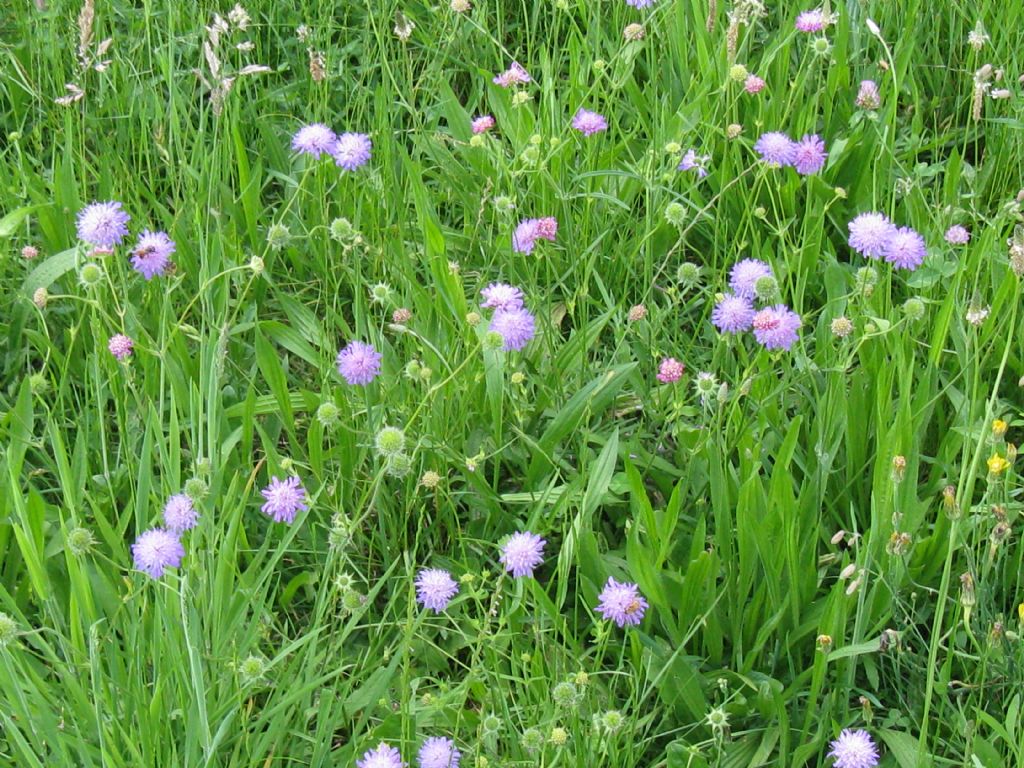 in un prato dell''Autodromo di Monza 2016 - Knautia o Scabiosa?