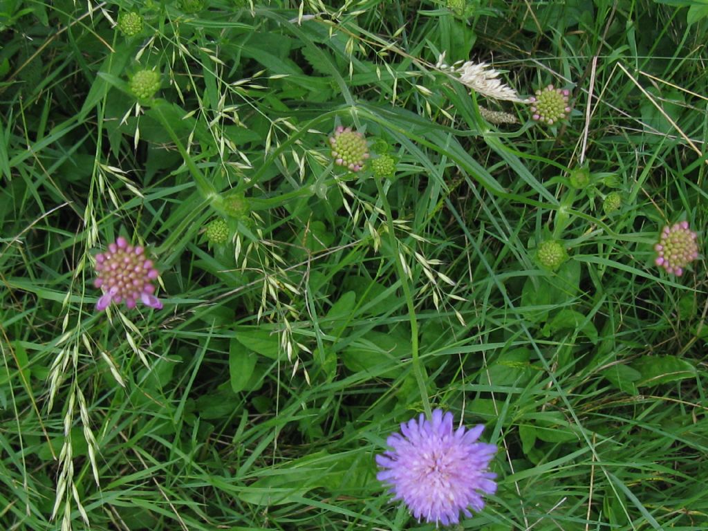 in un prato dell''Autodromo di Monza 2016 - Knautia o Scabiosa?