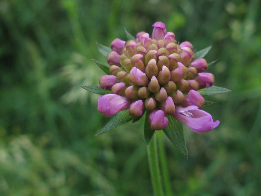 in un prato dell''Autodromo di Monza 2016 - Knautia o Scabiosa?