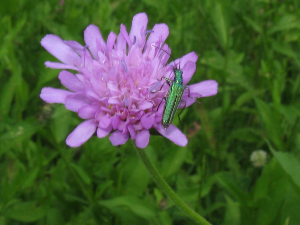 in un prato dell''Autodromo di Monza 2016 - Knautia o Scabiosa?