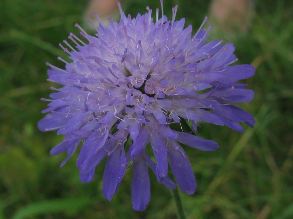 in un prato dell''Autodromo di Monza 2016 - Knautia o Scabiosa?