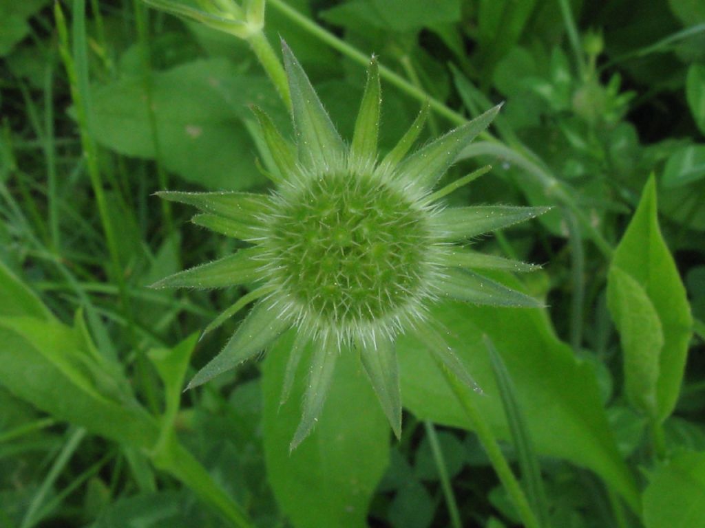 in un prato dell''Autodromo di Monza 2016 - Knautia o Scabiosa?