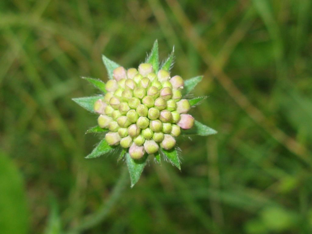 in un prato dell''Autodromo di Monza 2016 - Knautia o Scabiosa?