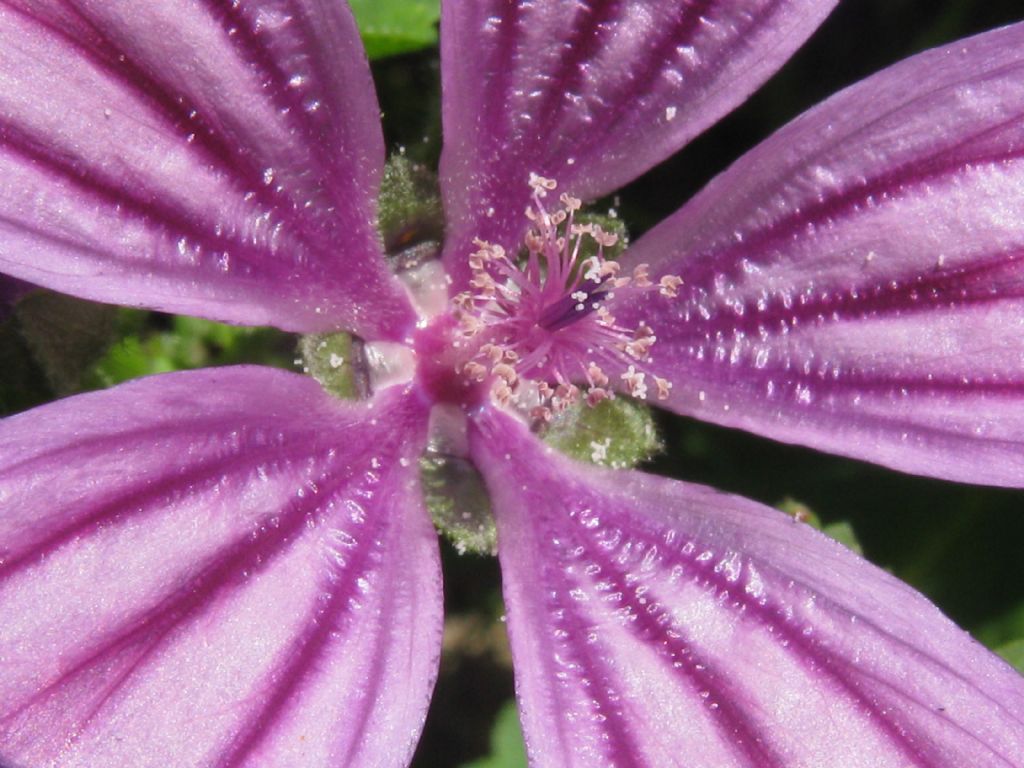 Malva sylvestris (Malvaceae)