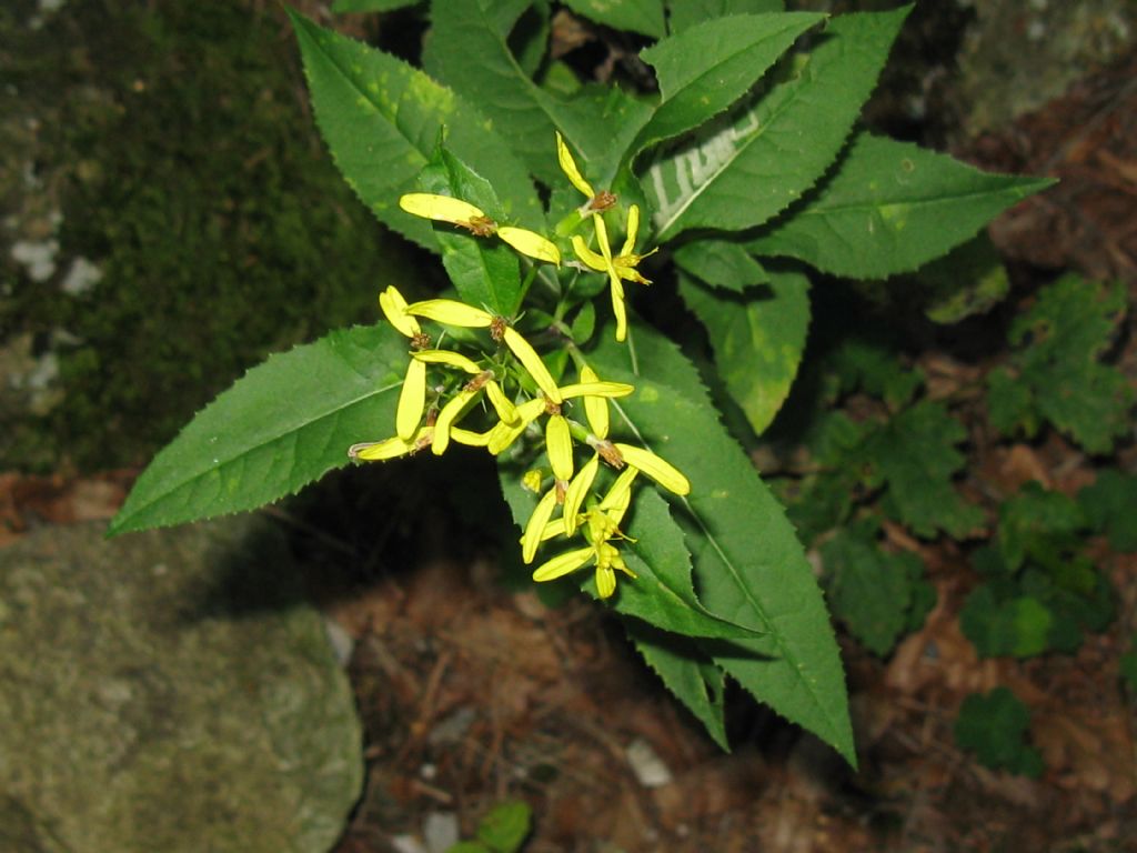 Senecio cfr. ovatus (Asteraceae)